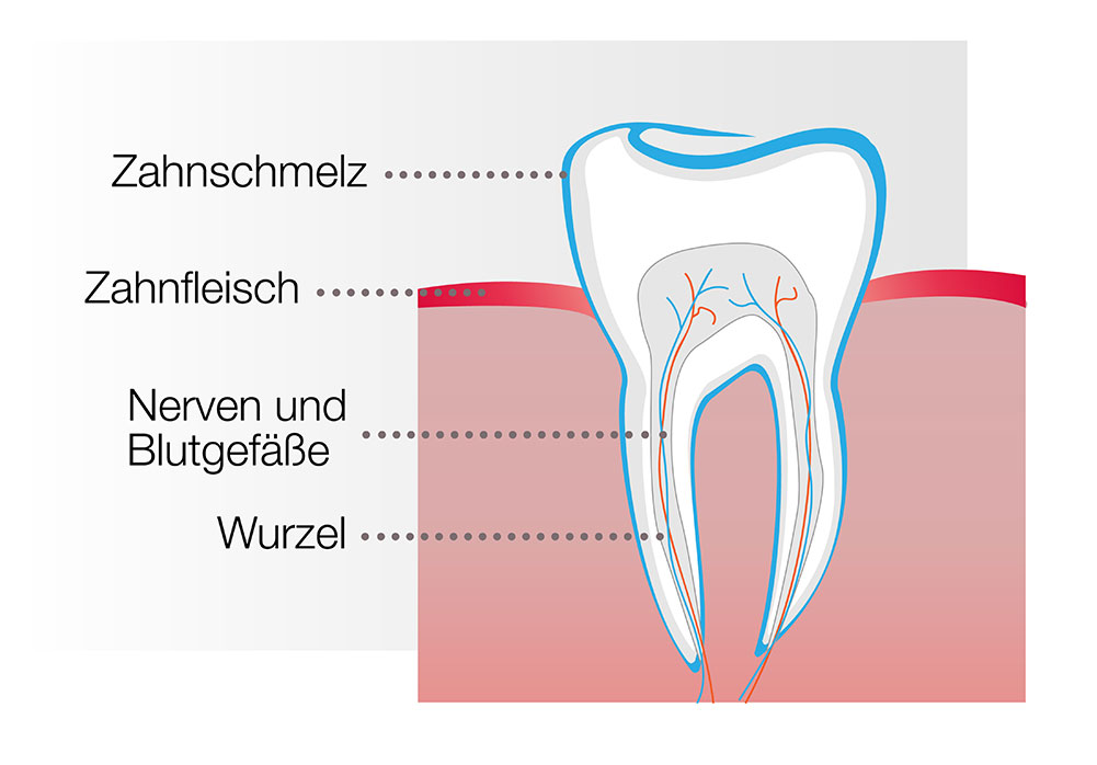 Illustration eines Zahnschnitts mit Beschriftungen: Zahnschmelz, Zahnfleisch, Nerven/Blutgefäße und Wurzel.